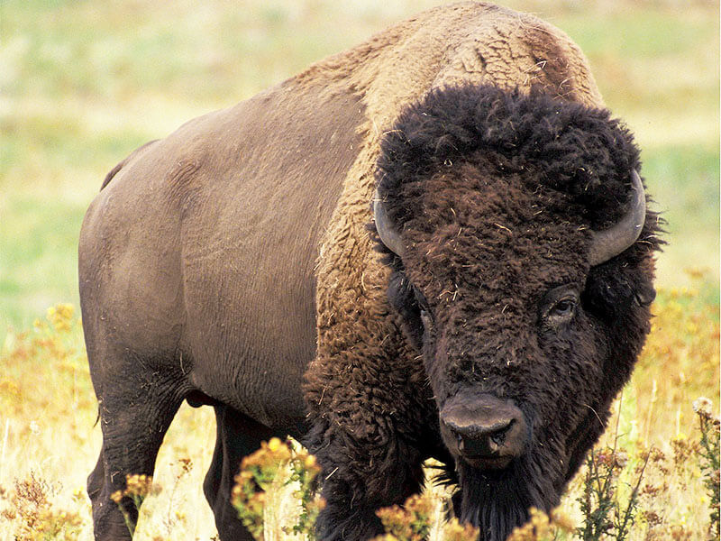 Bison