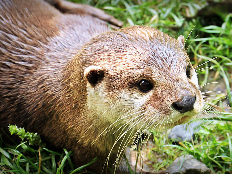 Otter