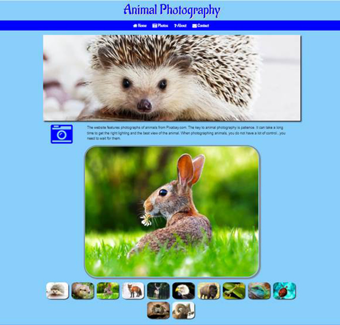 Animal Photography Website